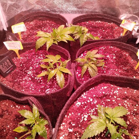 Banana purple punch, Lemon Cherry cookies, Papaya cookies  growlog timeline photo