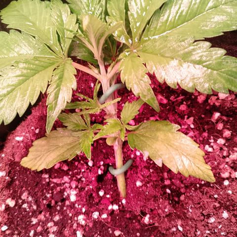 Banana purple punch, Lemon Cherry cookies, Papaya cookies  growlog timeline photo