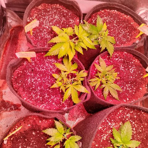 Banana purple punch, Lemon Cherry cookies, Papaya cookies  growlog timeline photo
