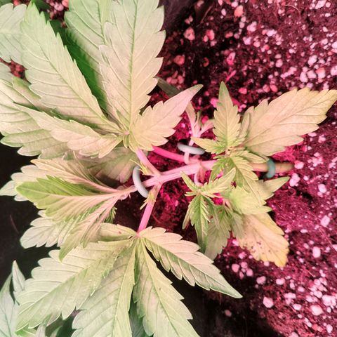Banana purple punch, Lemon Cherry cookies, Papaya cookies  growlog timeline photo