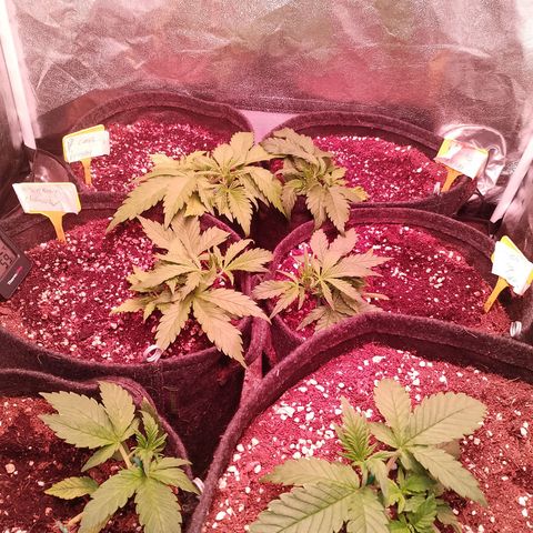Banana purple punch, Lemon Cherry cookies, Papaya cookies  growlog timeline photo