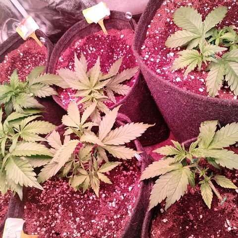 Banana purple punch, Lemon Cherry cookies, Papaya cookies  growlog timeline photo