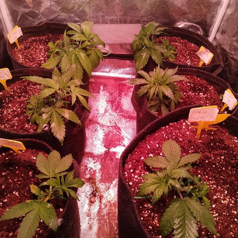 Banana purple punch, Lemon Cherry cookies, Papaya cookies  growlog timeline photo