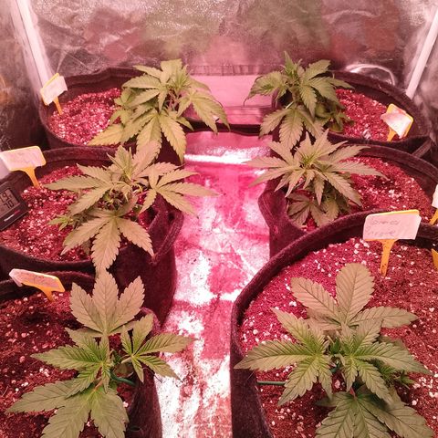 Banana purple punch, Lemon Cherry cookies, Papaya cookies  growlog timeline photo