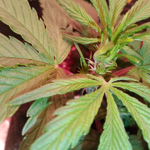 Banana purple punch, Lemon Cherry cookies, Papaya cookies  growlog photo: Fuck