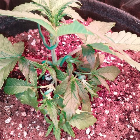 Banana purple punch, Lemon Cherry cookies, Papaya cookies  growlog timeline photo