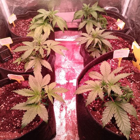 Banana purple punch, Lemon Cherry cookies, Papaya cookies  growlog timeline photo
