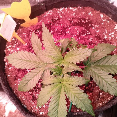 Banana purple punch, Lemon Cherry cookies, Papaya cookies  growlog timeline photo