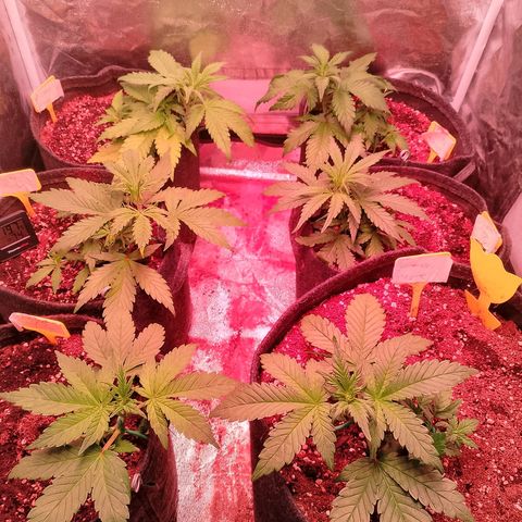 Banana purple punch, Lemon Cherry cookies, Papaya cookies  growlog timeline photo