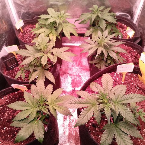 Banana purple punch, Lemon Cherry cookies, Papaya cookies  growlog timeline photo