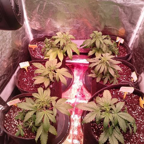 Banana purple punch, Lemon Cherry cookies, Papaya cookies  growlog timeline photo
