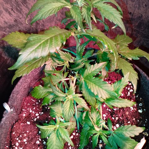 Banana purple punch, Lemon Cherry cookies, Papaya cookies  growlog timeline photo
