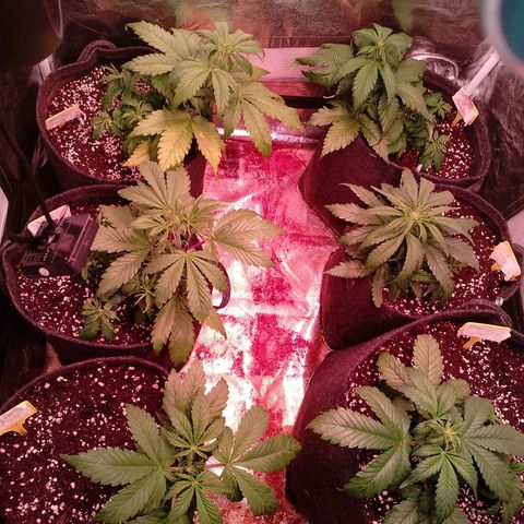 Banana purple punch, Lemon Cherry cookies, Papaya cookies  growlog timeline photo
