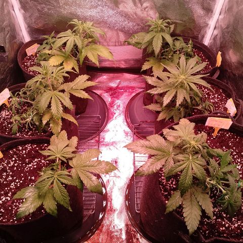 Banana purple punch, Lemon Cherry cookies, Papaya cookies  growlog timeline photo