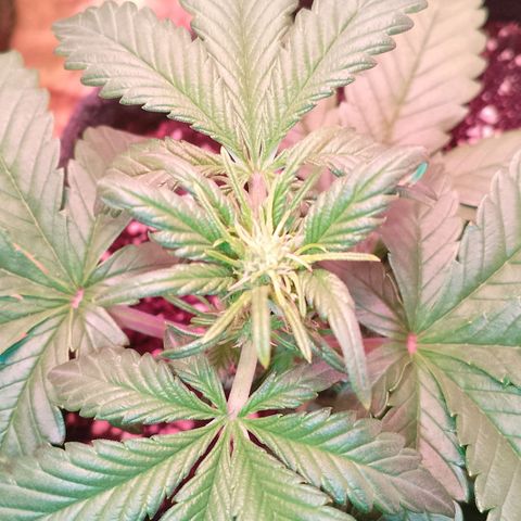 Banana purple punch, Lemon Cherry cookies, Papaya cookies  growlog timeline photo