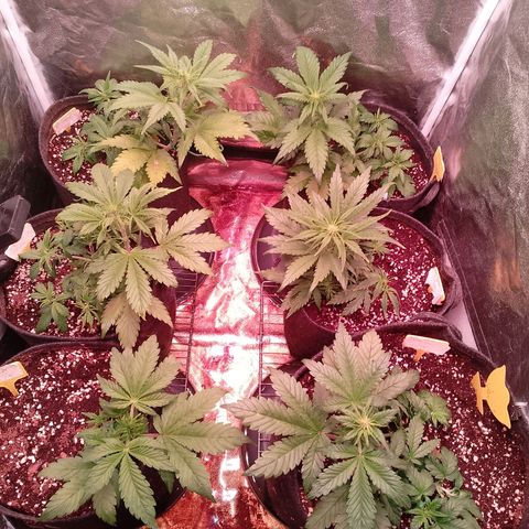 Banana purple punch, Lemon Cherry cookies, Papaya cookies  growlog timeline photo