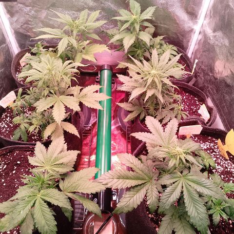 Banana purple punch, Lemon Cherry cookies, Papaya cookies  growlog timeline photo