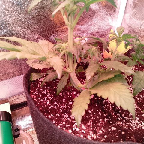 Banana purple punch, Lemon Cherry cookies, Papaya cookies  growlog timeline photo