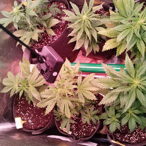 Banana purple punch, Lemon Cherry cookies, Papaya cookies  growlog timeline photo