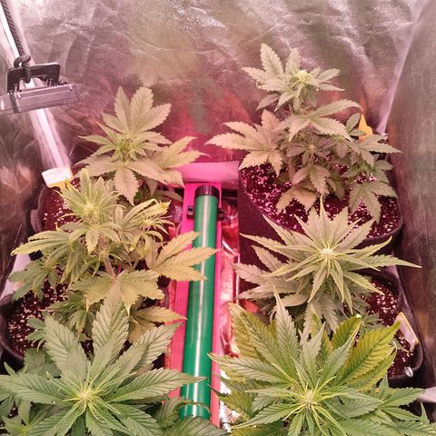 Banana purple punch, Lemon Cherry cookies, Papaya cookies  growlog timeline photo