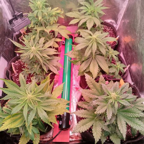 Banana purple punch, Lemon Cherry cookies, Papaya cookies  growlog timeline photo