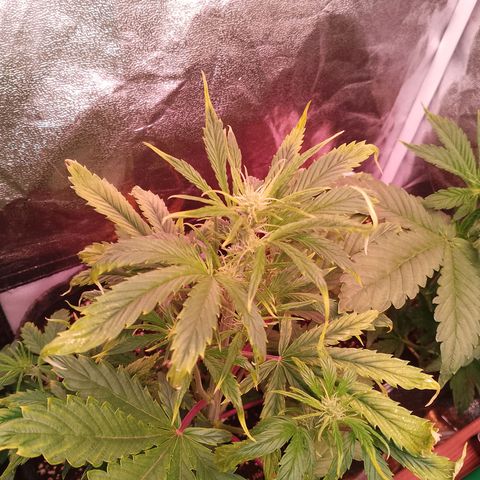 Banana purple punch, Lemon Cherry cookies, Papaya cookies  growlog timeline photo