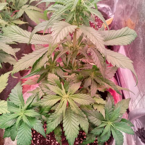 Banana purple punch, Lemon Cherry cookies, Papaya cookies  growlog timeline photo