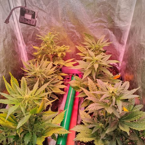 Banana purple punch, Lemon Cherry cookies, Papaya cookies  growlog timeline photo