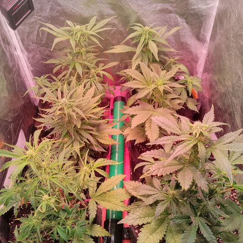 Banana purple punch, Lemon Cherry cookies, Papaya cookies  growlog timeline photo