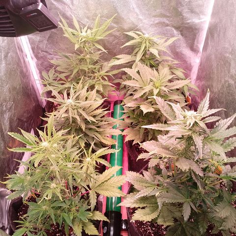 Banana purple punch, Lemon Cherry cookies, Papaya cookies  growlog timeline photo