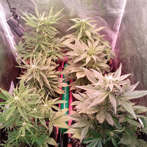 Banana purple punch, Lemon Cherry cookies, Papaya cookies  growlog timeline photo