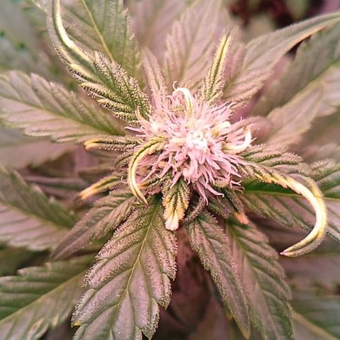 Banana purple punch, Lemon Cherry cookies, Papaya cookies  growlog timeline photo