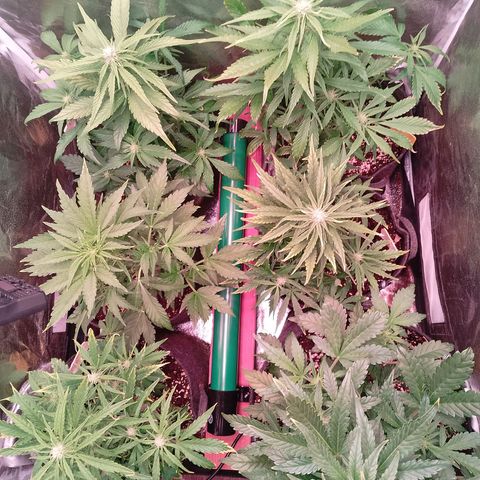 Banana purple punch, Lemon Cherry cookies, Papaya cookies  growlog timeline photo