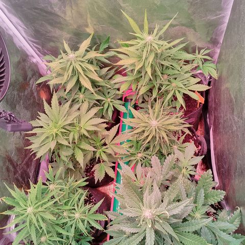 Banana purple punch, Lemon Cherry cookies, Papaya cookies  growlog timeline photo