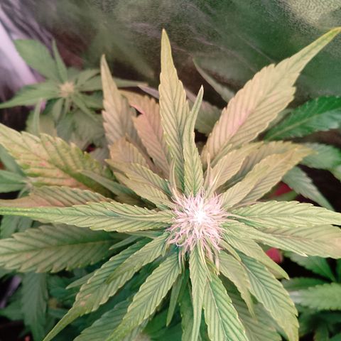 Banana purple punch, Lemon Cherry cookies, Papaya cookies  growlog timeline photo