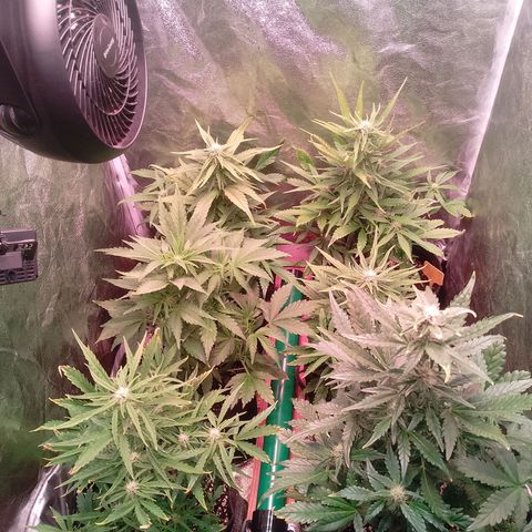 Banana purple punch, Lemon Cherry cookies, Papaya cookies  growlog timeline photo