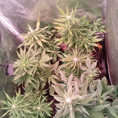 Banana purple punch, Lemon Cherry cookies, Papaya cookies  growlog timeline photo