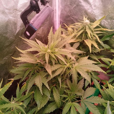 Banana purple punch, Lemon Cherry cookies, Papaya cookies  growlog timeline photo