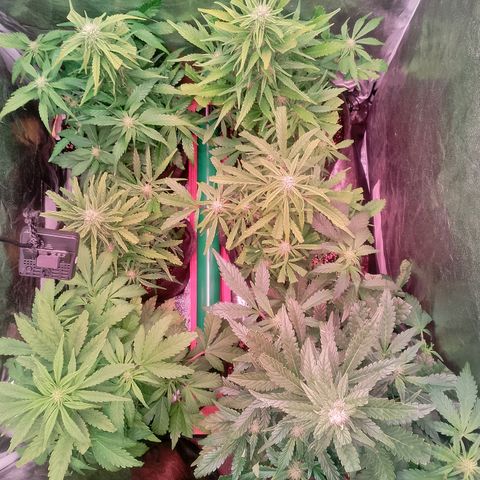 Banana purple punch, Lemon Cherry cookies, Papaya cookies  growlog timeline photo