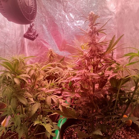 Banana purple punch, Lemon Cherry cookies, Papaya cookies  growlog timeline photo