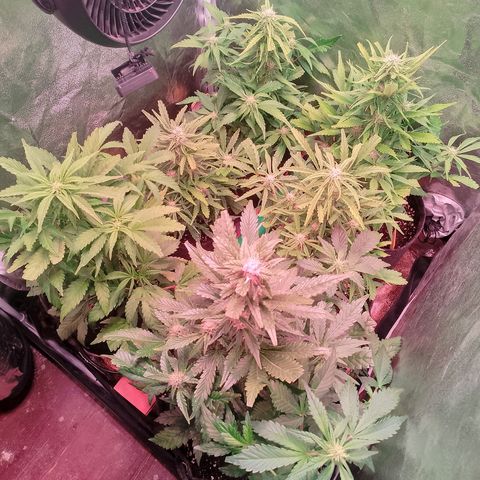 Banana purple punch, Lemon Cherry cookies, Papaya cookies  growlog timeline photo