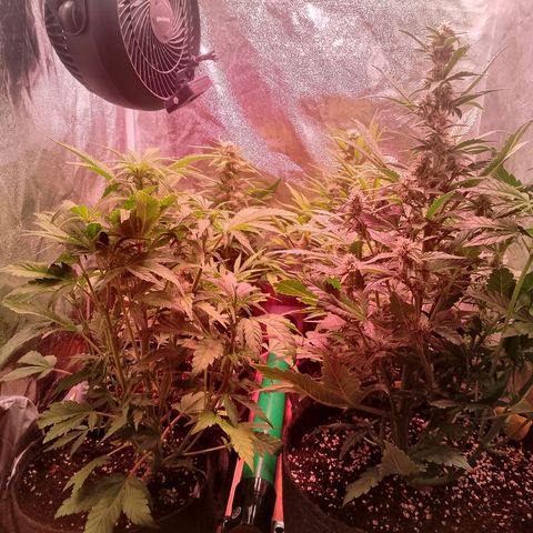 Banana purple punch, Lemon Cherry cookies, Papaya cookies  growlog timeline photo