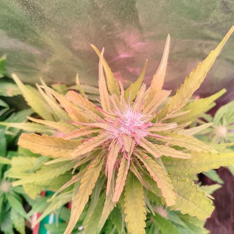 Banana purple punch, Lemon Cherry cookies, Papaya cookies  growlog timeline photo