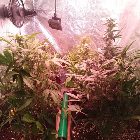 Banana purple punch, Lemon Cherry cookies, Papaya cookies  growlog timeline photo