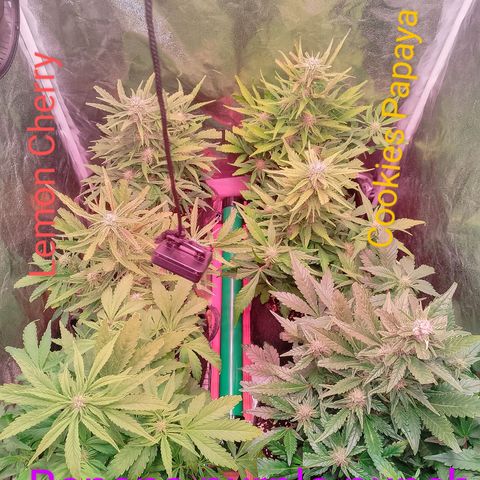 Banana purple punch, Lemon Cherry cookies, Papaya cookies  growlog timeline photo