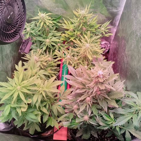 Banana purple punch, Lemon Cherry cookies, Papaya cookies  growlog timeline photo