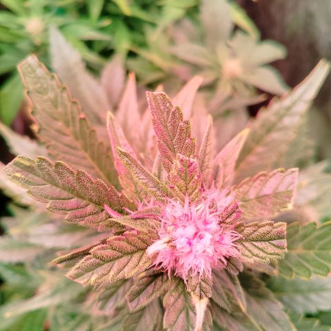 Banana purple punch, Lemon Cherry cookies, Papaya cookies  growlog photo: Fick diese Lampe junge 
