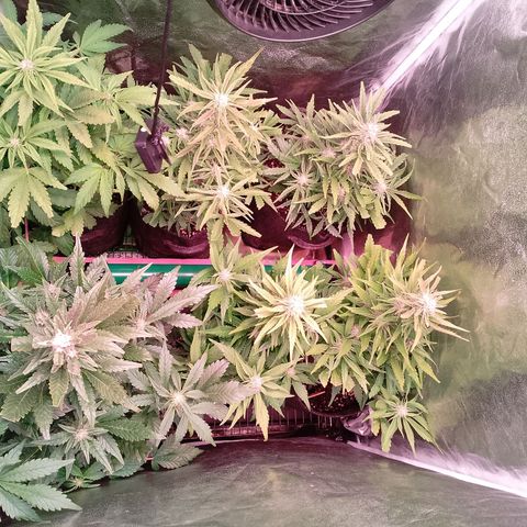 Banana purple punch, Lemon Cherry cookies, Papaya cookies  growlog timeline photo