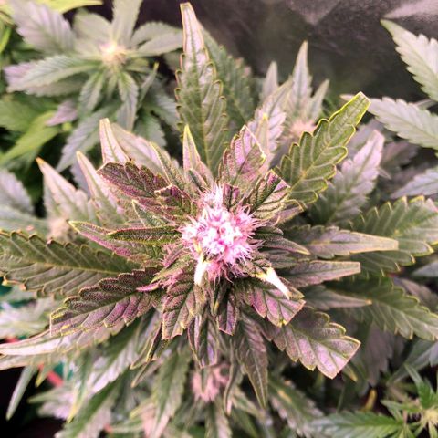Banana purple punch, Lemon Cherry cookies, Papaya cookies  growlog timeline photo