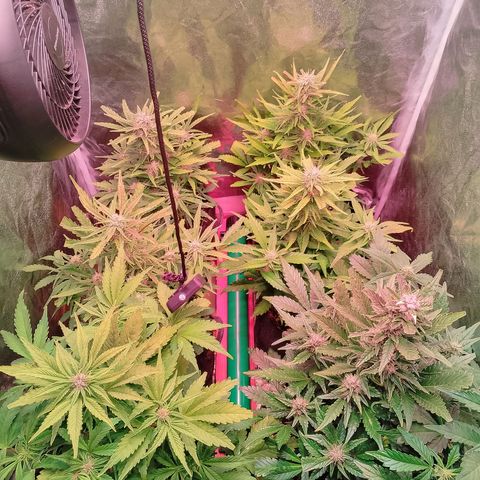 Banana purple punch, Lemon Cherry cookies, Papaya cookies  growlog timeline photo